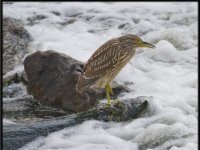 Herons19