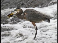 Herons2