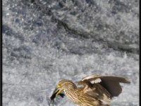 Herons21