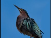 Herons23