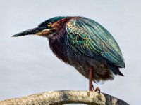 Herons24-enhanced 1559x1200 U 100 Original%20ratio gainMap-enhanced 1600x1199 U 100 Original ratio gainMap