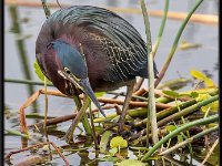 Herons26