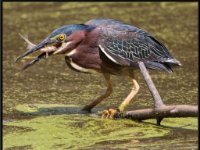 Herons27