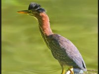 Herons28