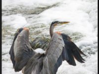 Herons3
