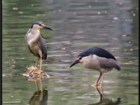 Herons30