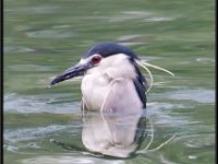 Herons31