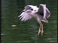 Herons32