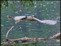 Herons34