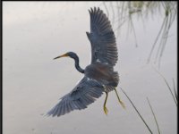 Herons36