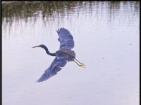 Herons37