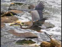 Herons4