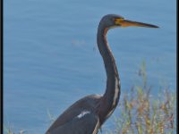 Herons40