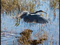 Herons41