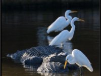 Herons43