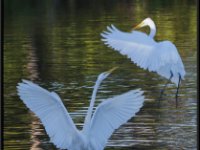 Herons45
