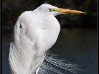 Herons46