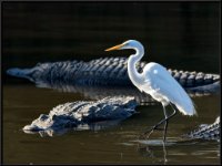 Herons47