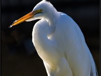 Herons48