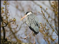 Herons5