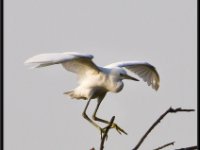 Herons50