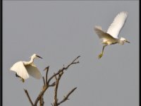 Herons51