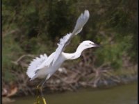 Herons52