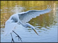 Herons54