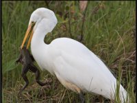 Herons55