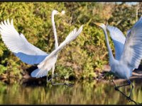 Herons56