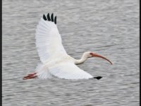Herons57