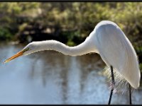 Herons58