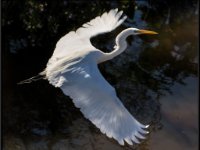 Herons59