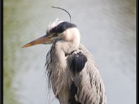 Herons6