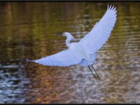 Herons60