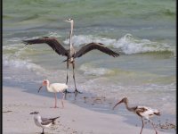 Herons61