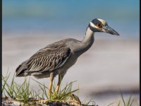 Herons62