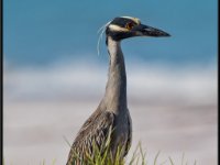 Herons63