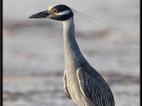 Herons64