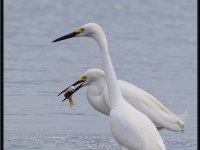 Herons65