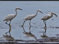 Herons67