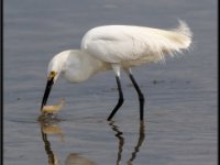 Herons68