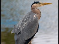 Herons7