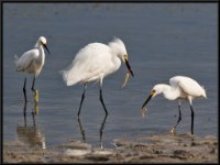 Herons70