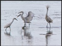 Herons