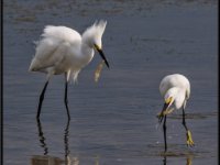 Herons72