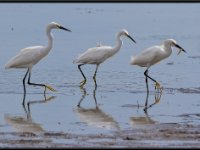 Herons73