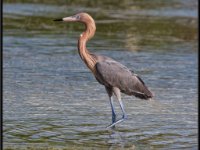 Herons75