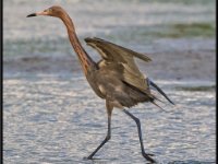 Herons76