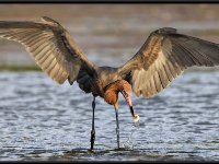 Herons78